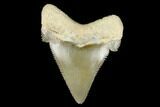 Serrated, Fossil Chubutensis Tooth - Aurora, North Carolina #176596-1